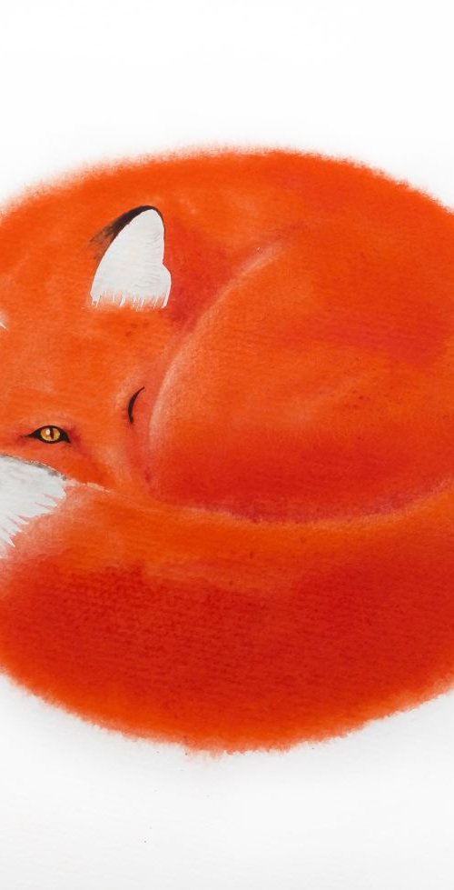 Red Fox Curls Up for a Nap #1 by Olga Beliaeva Watercolour