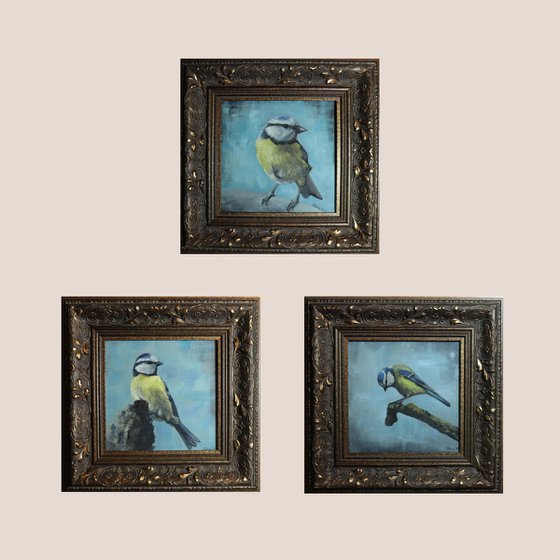 Lockdown's Morning Chorus Series - Blue Tit Triptych , Three Paintings Framed and Ready to Hang