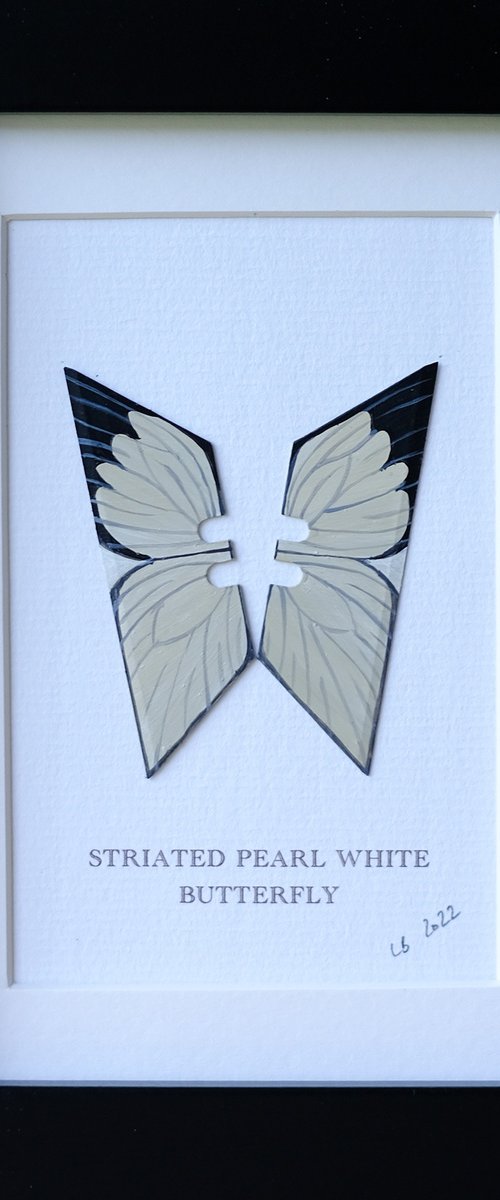 Striated pearl white butterfly by Lene Bladbjerg