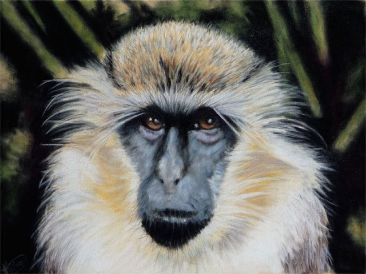 Barbados Monkey by Kay  Moore