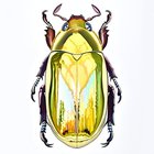 Beetle