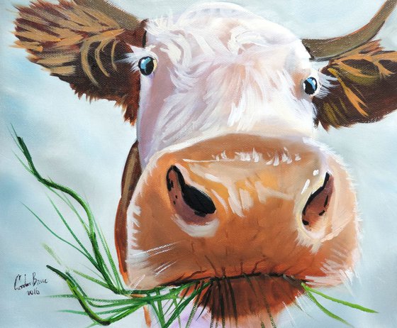 Cow close up