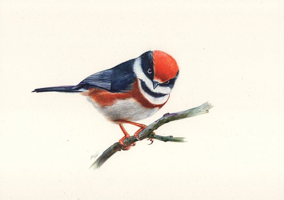 Black-Throated Bushtit