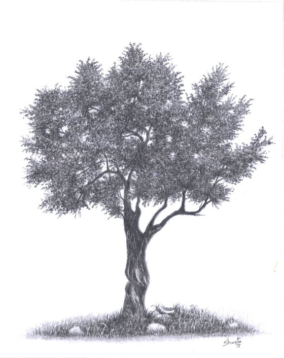 Olive Tree Pencil Drawing