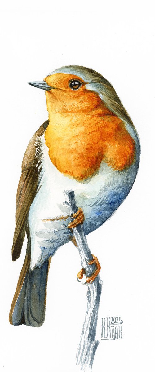 Robin by Karolina Kijak