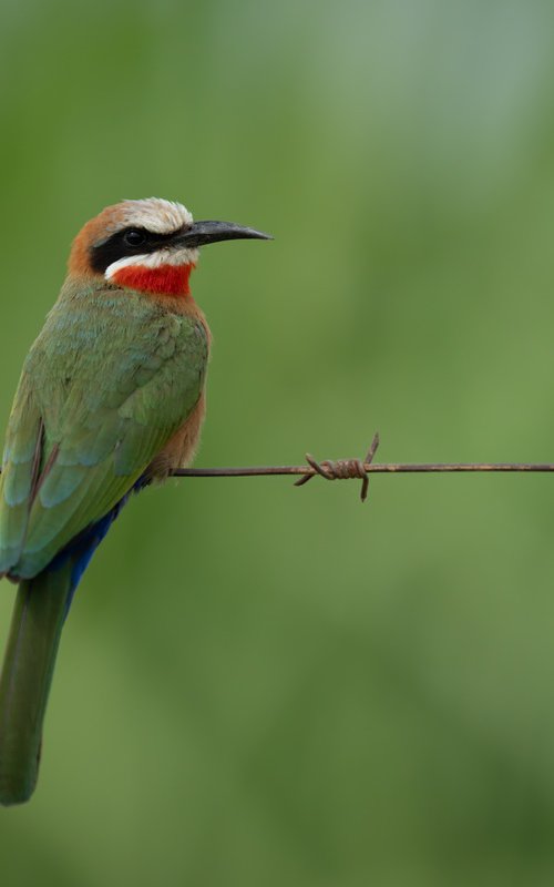 Green on Green by Nick Dale