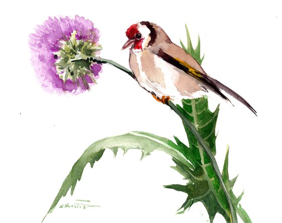 European Goldfinch