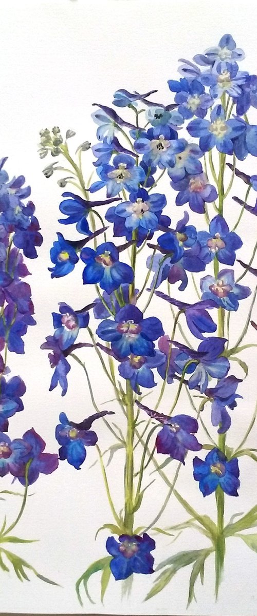 Delphinium by Yulia Krasnov