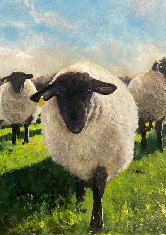 Flock of Black Face Sheep in a Field Framed