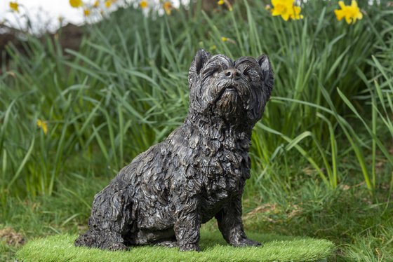 West Highland Terrier BR