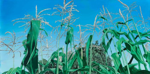 Corn Stalks by Duane A Brown