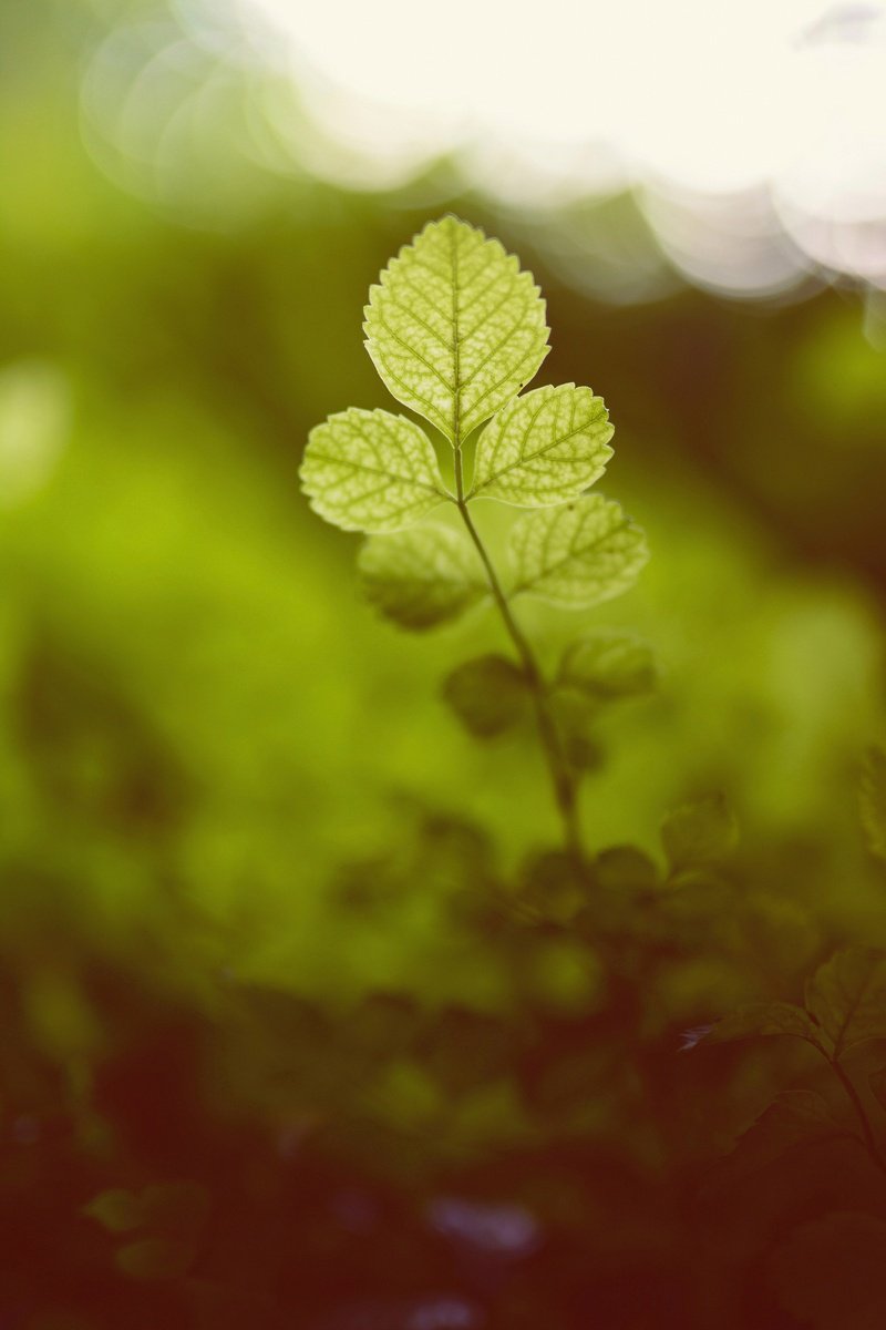 Botanical Photograph By Tal Paz-Fridman, 24 X 33", Out Of The Green, Original Artwork