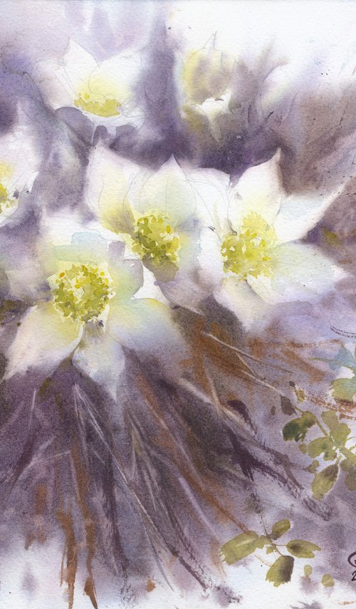 White flowers. Spring. Primroses by Tatyana Tokareva