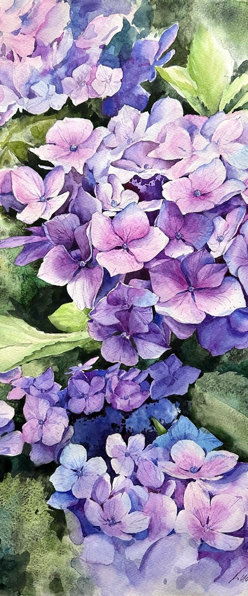 Violet hydrangea by Yuliia Ludanova