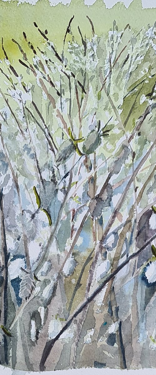 Willow Catkins by Morag Paul