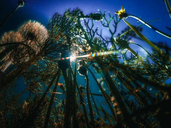 Flowers to the sky