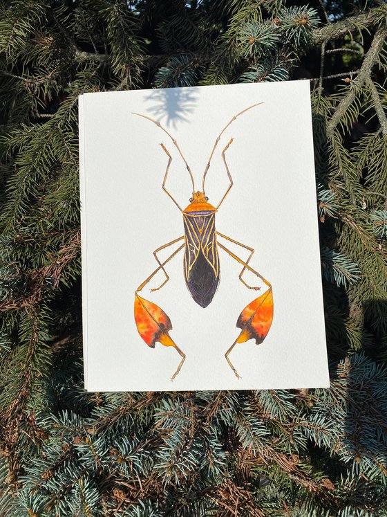 Flag bearer beetle in black orange gold, colourful representative of the insect world