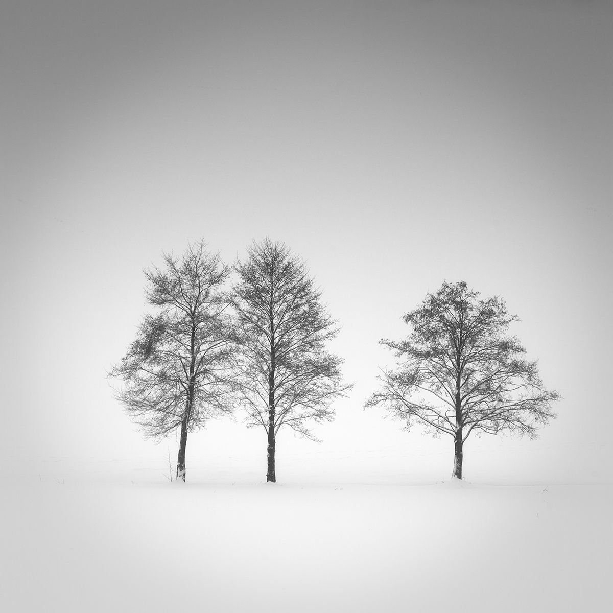 Three trees by Tomasz Grzyb