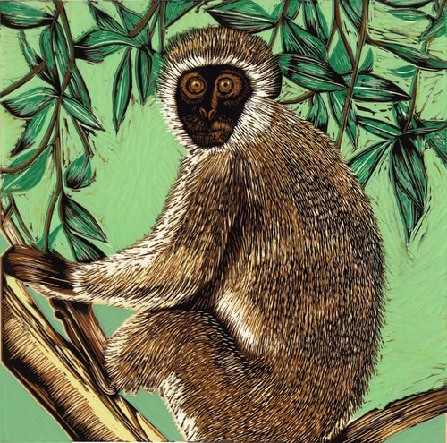 Vervet Monkey, Samburu by Marian Carter