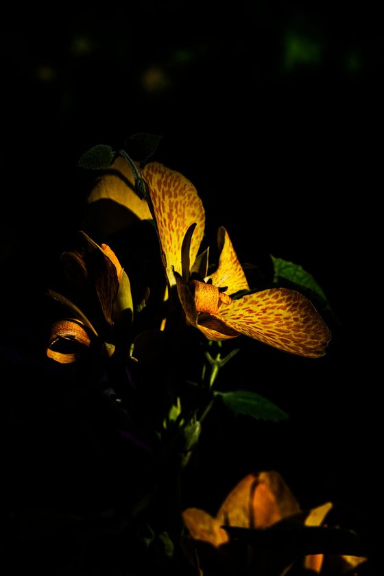 Shadows of Solitude