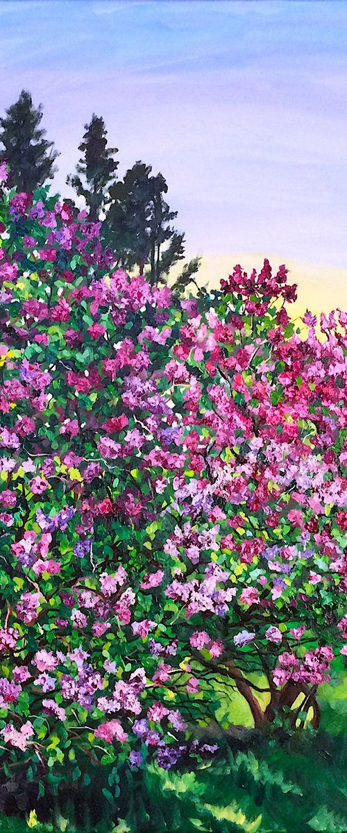 Lilac Proifusion by Christina M Plichta