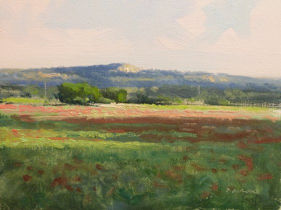 Poppies in the Luberon