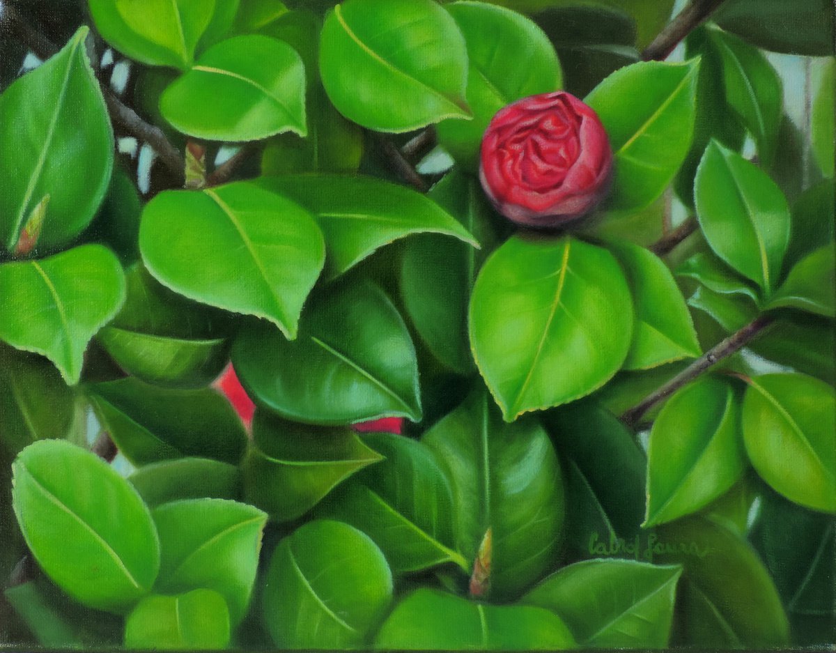 Blooming Camellias by Laura Marcela Cabral