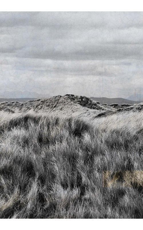 Beach grass by Louise O'Gorman