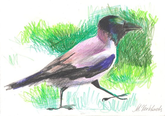 Bird crow sketch.