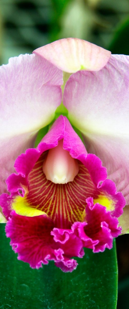 PEACE ORCHID Landers CA by William Dey