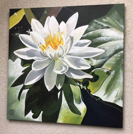 White Water Lilly