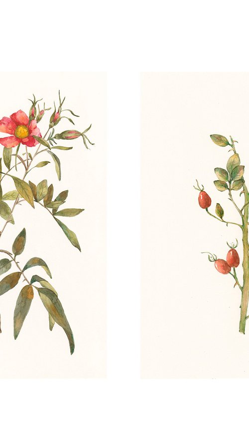 Set of Rosehip Watercolor by Irina Anis