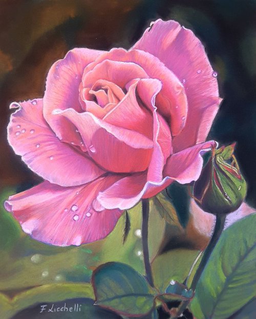 Rose in the garden by Francesca Licchelli