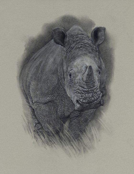 White Rhinoceros