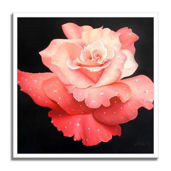 Le Rose