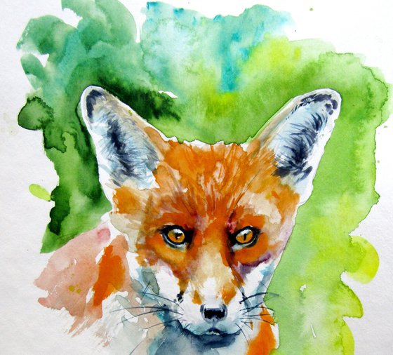 Red fox collection