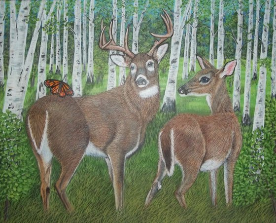 Whitetail Deer and Butterfly