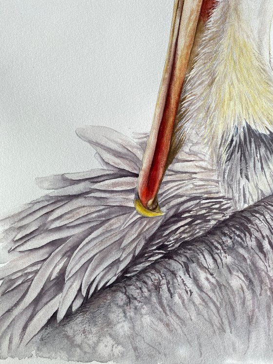 Brown Pelican Portrait