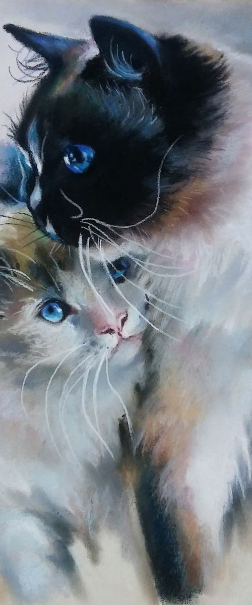 Lovely kittens by Magdalena Palega