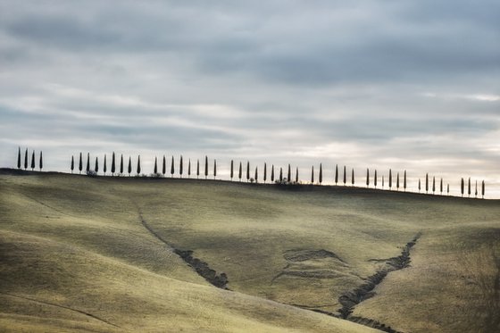 Fifty cypress trees