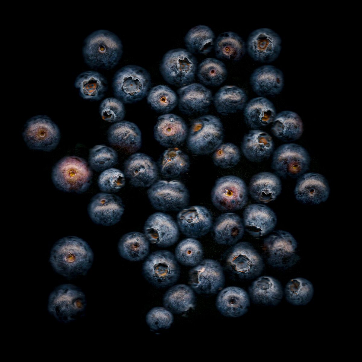 Blueberry Scanner Art by Paul Nash