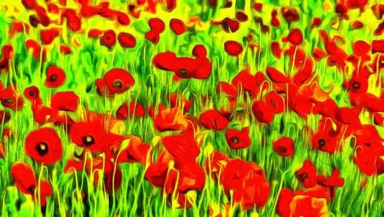 Poppies