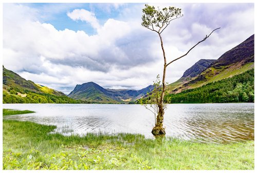 'The Lonely Tree' - Buttermere -  English Lake District by Michael McHugh