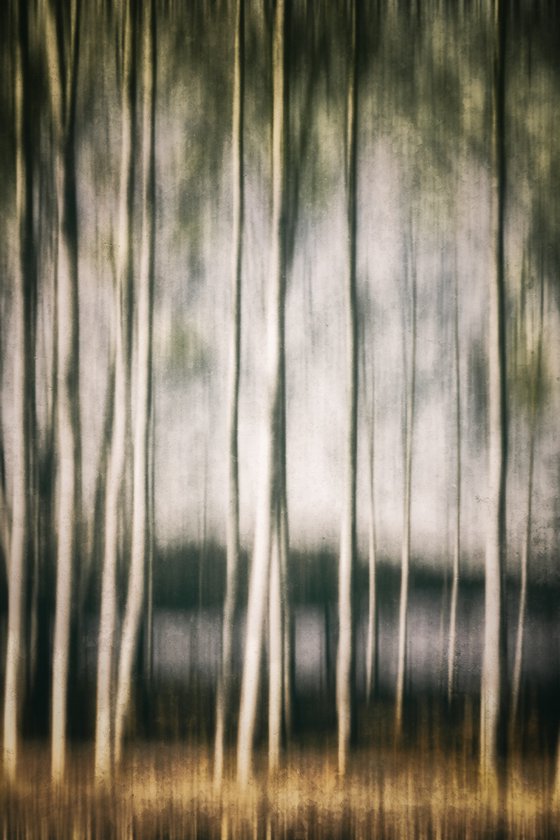 In the birch stillness