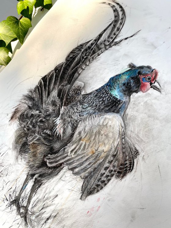 Ruffled Charcoal Pheasant