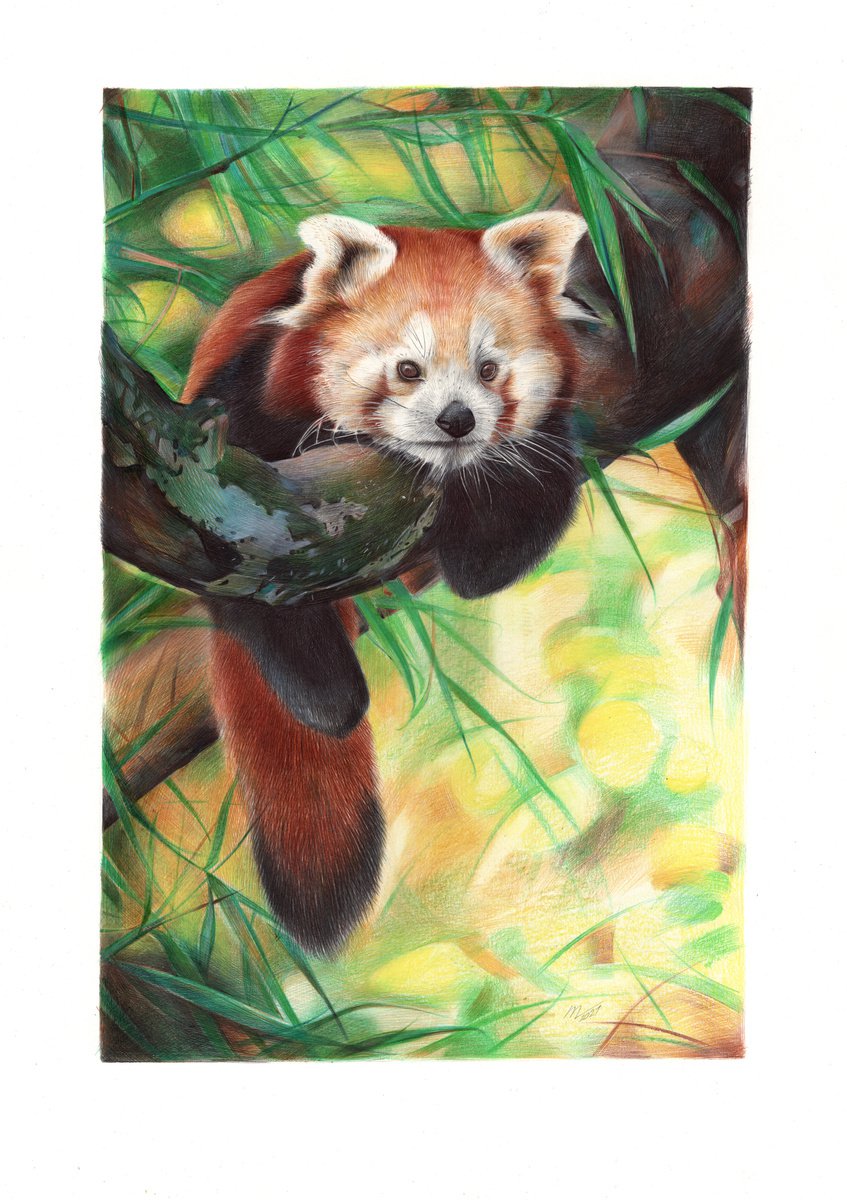 Photorealistic Animal Drawing By Daria Maier, 14 X 20, Red Panda, Original Artwork