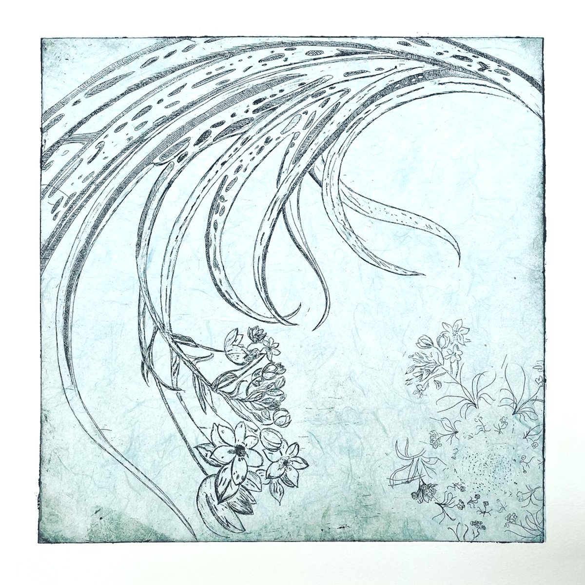 Botanical Etchings & Engravings By Michelle Hinshelwood, 15 X 15", Starflower, Original Artwork