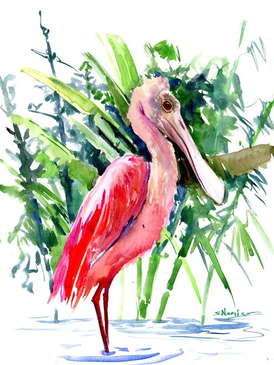 Roseate Spoonbill