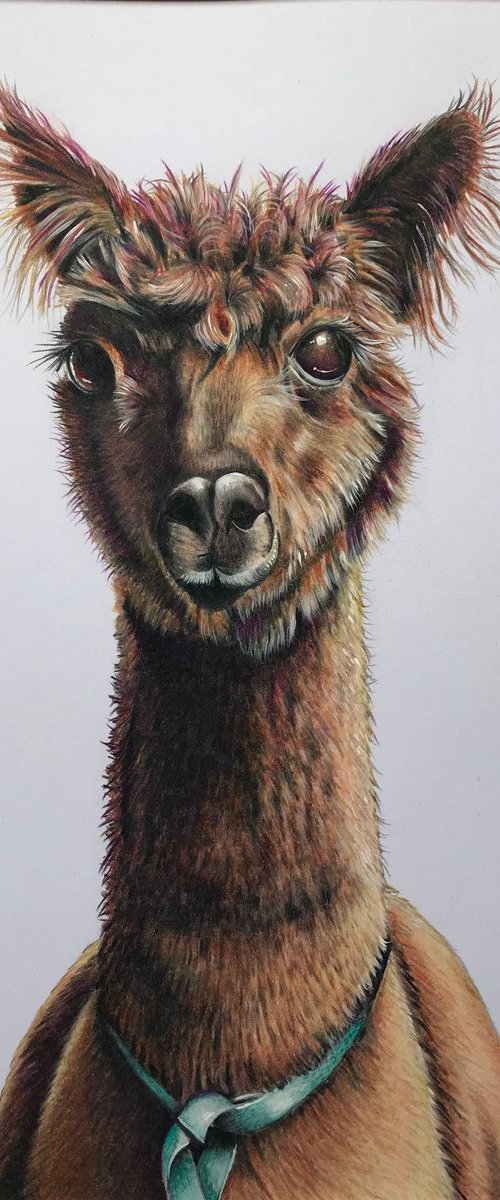 ‘Alfie’ (alpaca) by Karen Elaine  Evans