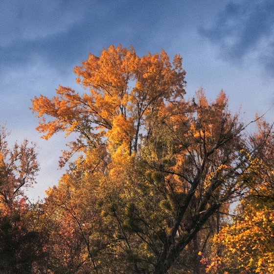 Panoramic Autumn.